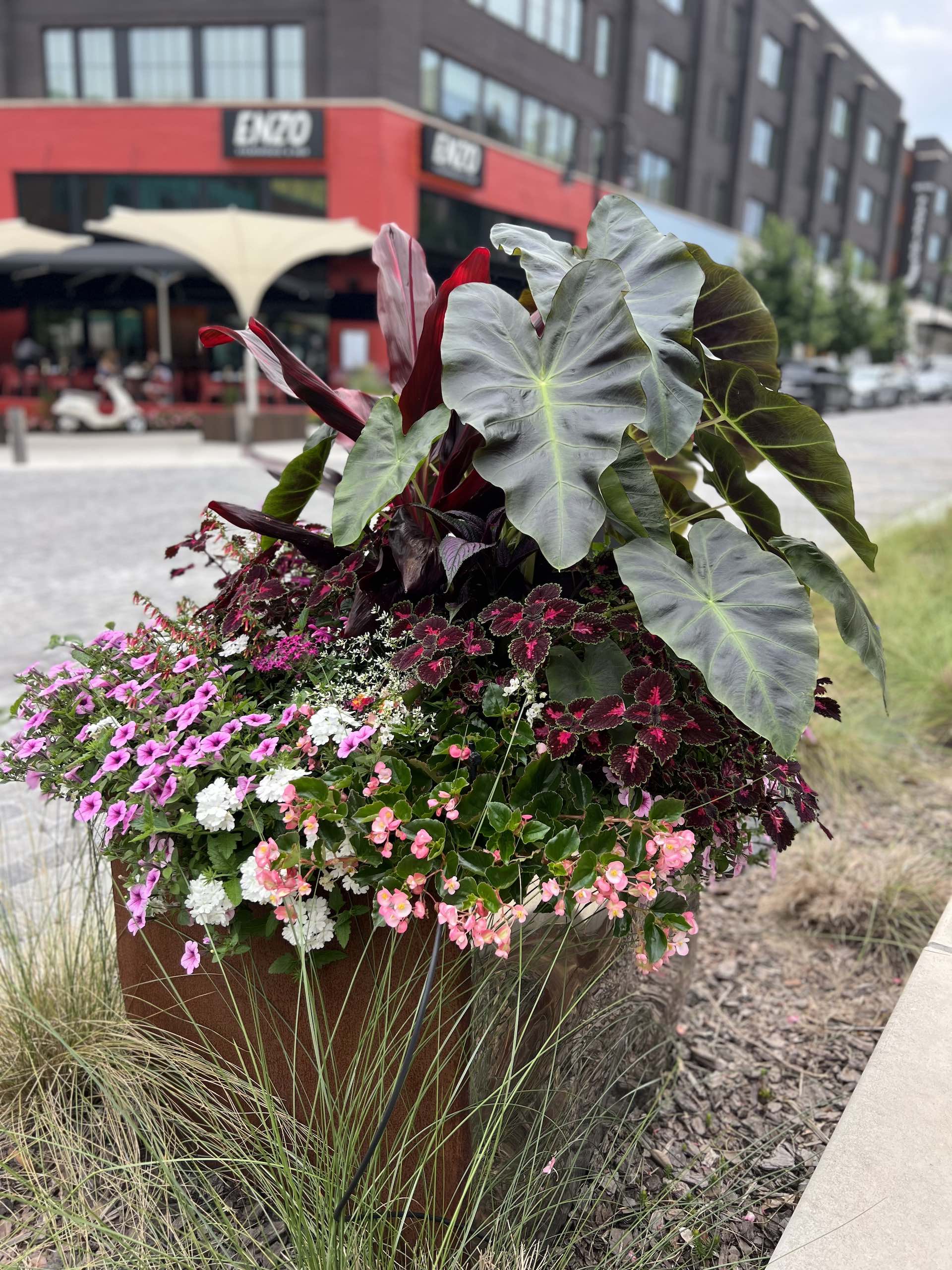Commercial landscape planting at a production studio campus in Fayetteville